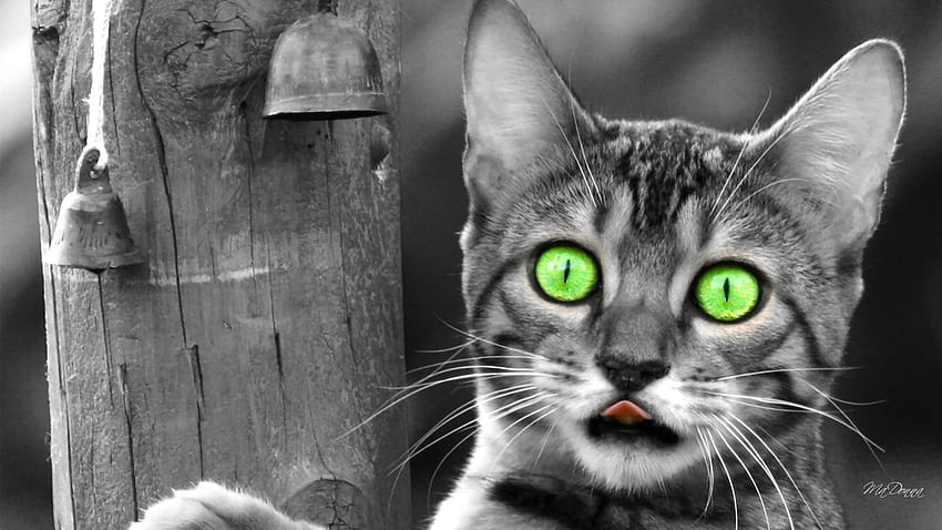 Gatto con occhi verdi, gattino, gattino, felino, gatto, tabby, grigio, legno, recinto, animale domestico, amico, occhi verdi Sfondo HD