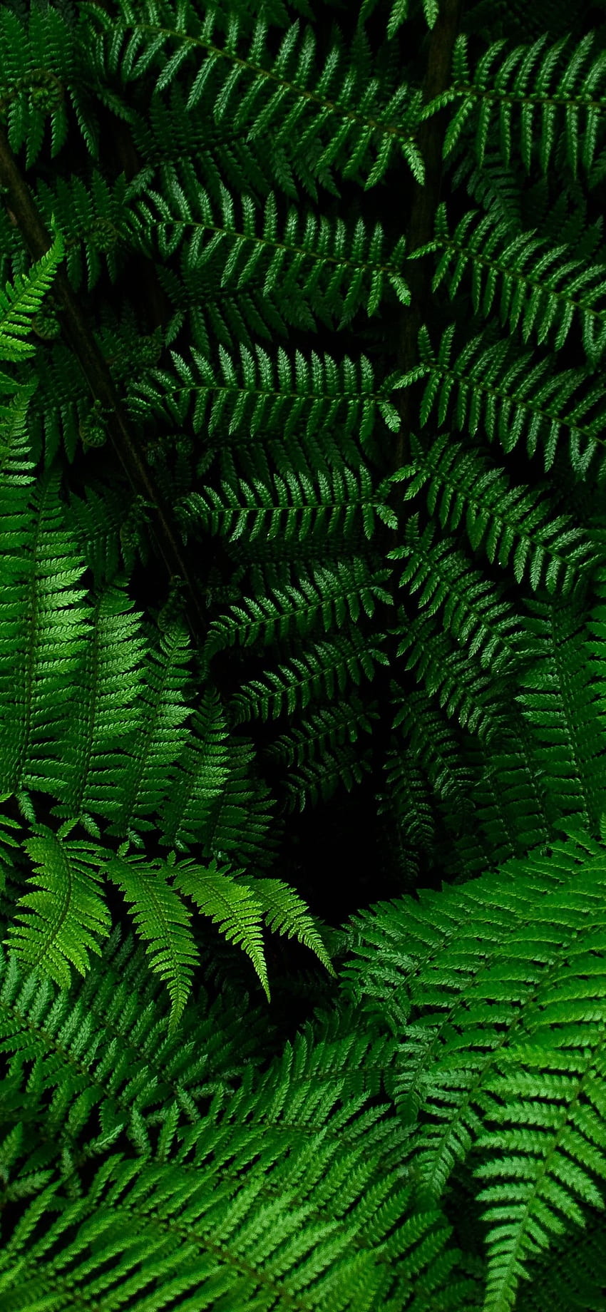 Fern, green leaves, plants iPhone XS Max HD phone wallpaper