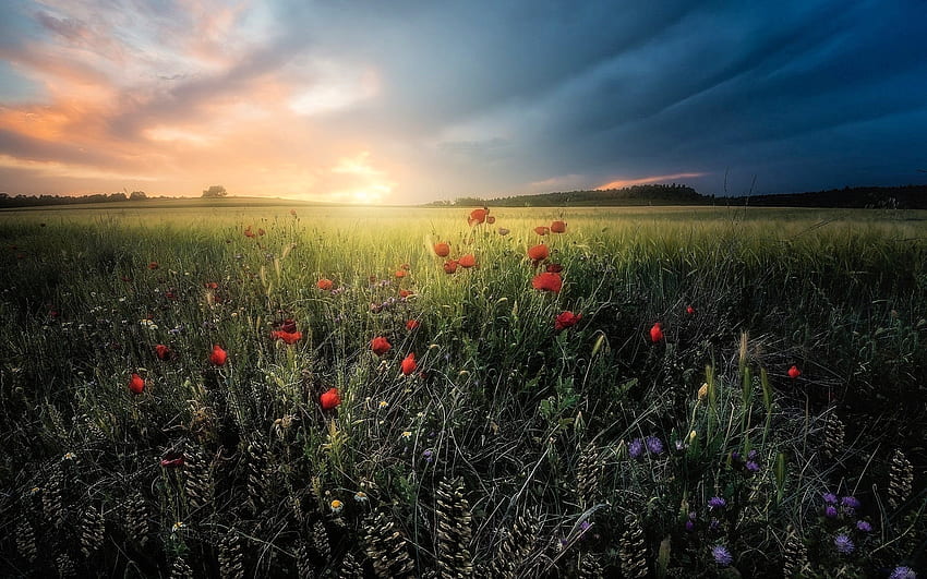 Summer Sunset, poppies, cornflowers, meadow, sky, flowers, sunset HD wallpaper