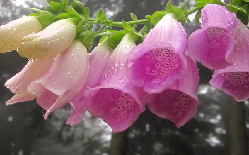 Foxglove, pink, plants, garden, perennial, bells, herbaceous, botanical, , flowers HD wallpaper