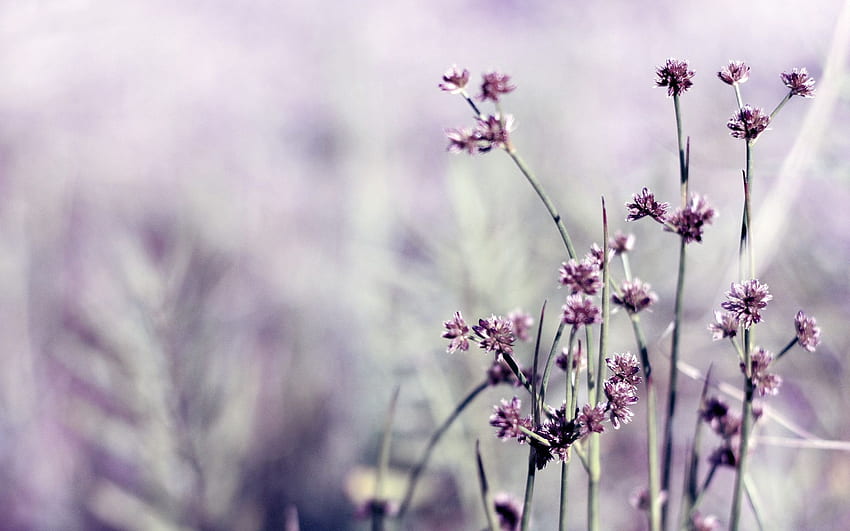 Field Facebook Cover, purple, flowers, little . Field HD wallpaper