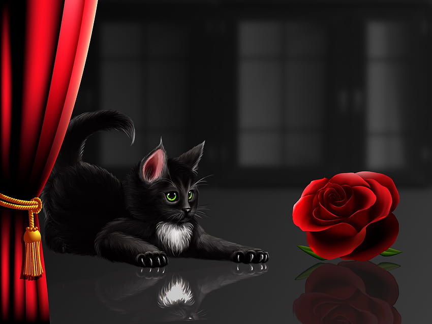 Behind The Curtain, Black, Reflexion, Cat, Rose, Red HD wallpaper