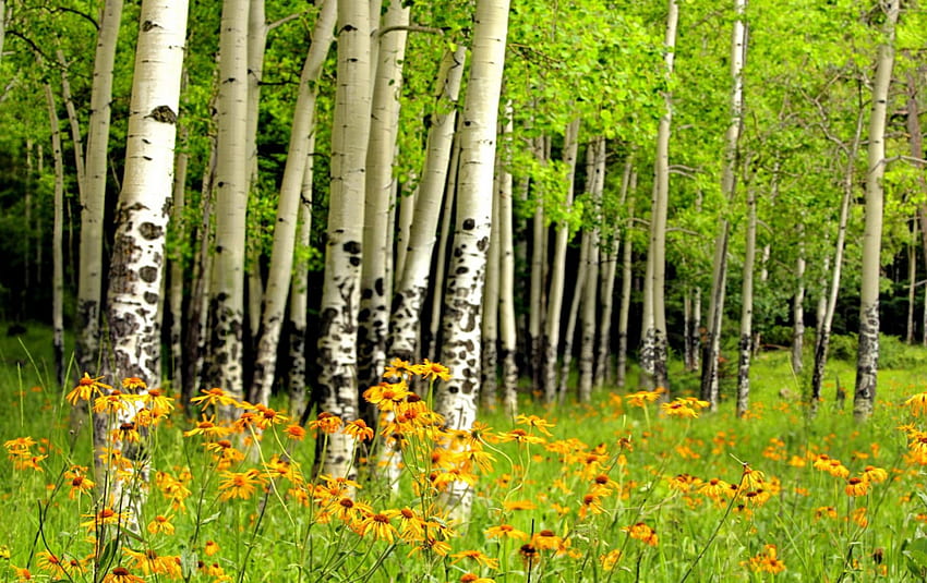 ป่าเบิร์ชแดดในฤดูใบไม้ผลิ ป่าเบิร์ช เบิร์ช ต้นไม้ ป่า ธรรมชาติ ดอกไม้ ฤดูใบไม้ผลิ ดอกเดซี่ วอลล์เปเปอร์ HD