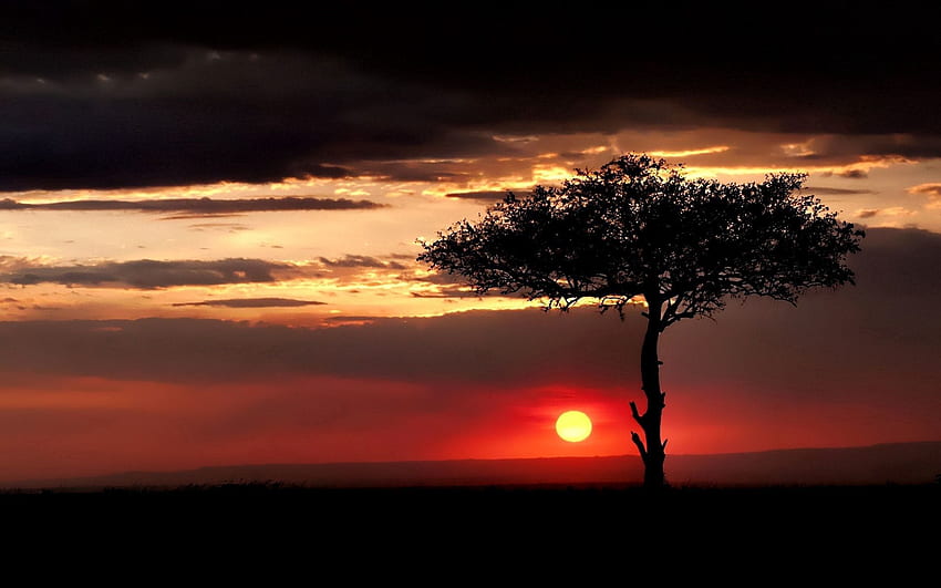 Nature, coucher de soleil, soleil, savane, bois, arbre, soir, solitaire Fond d'écran HD