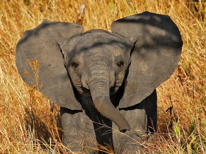 Niedlicher Elefant Hohe Auflösung als - Babyelefant mit großen Ohren - & Hintergrund, Babyelefant HD-Hintergrundbild