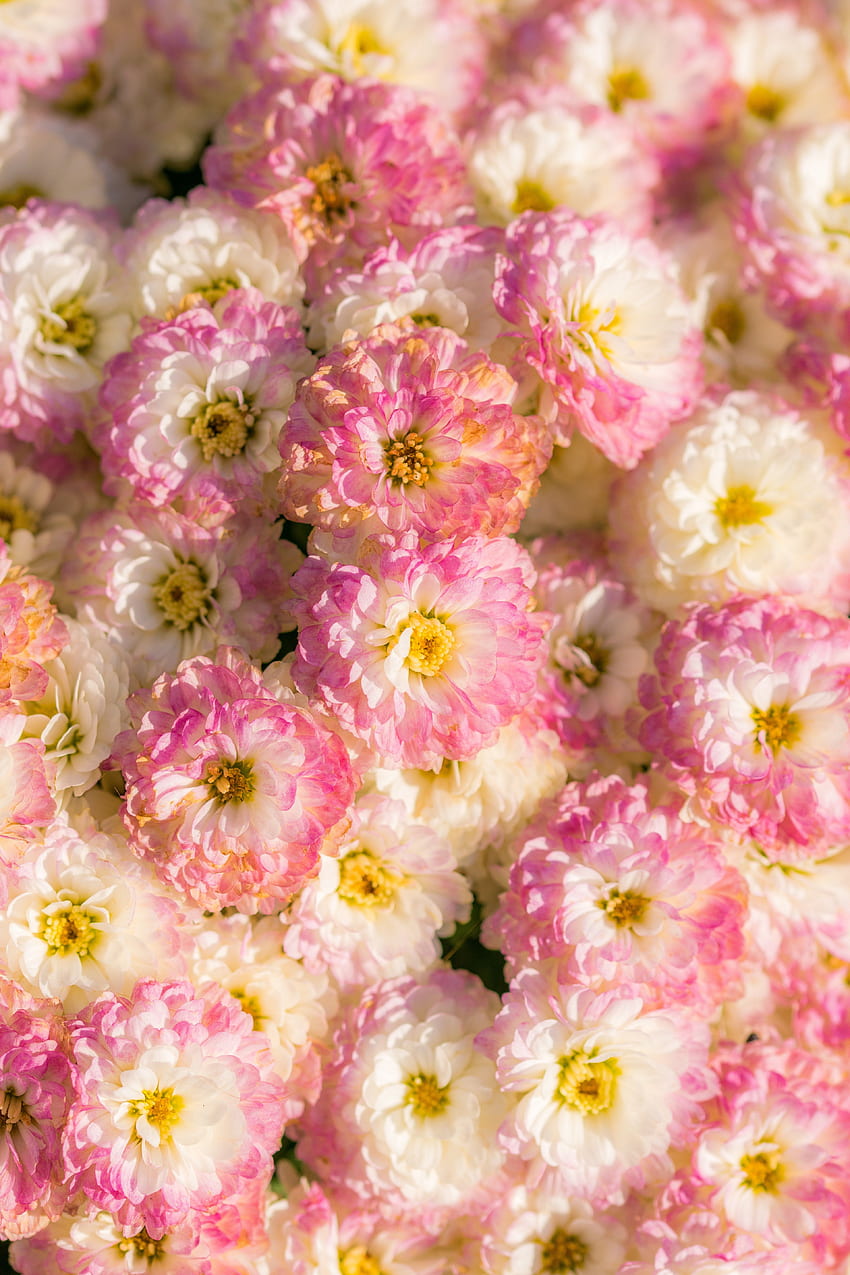 꽃다발 꽃 핑크와 파스텔과 배경, 파스텔 핑크 꽃 HD 전화 배경 화면