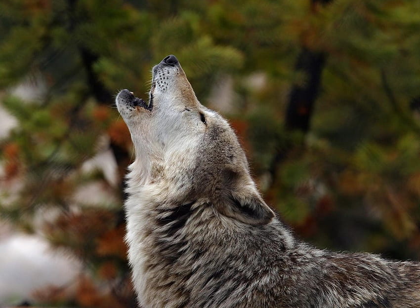 Zwierzęta, pies, wilk, krzyk, płacz, wycie Tapeta HD