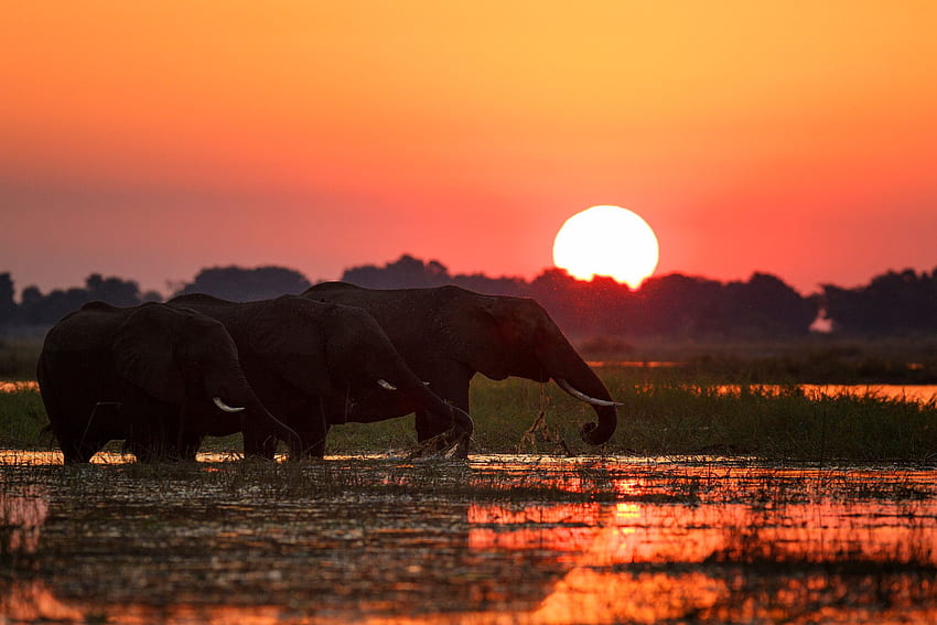 Poachers Are Invading Botswana, Last Refuge of African Elephants - The New York Times HD wallpaper