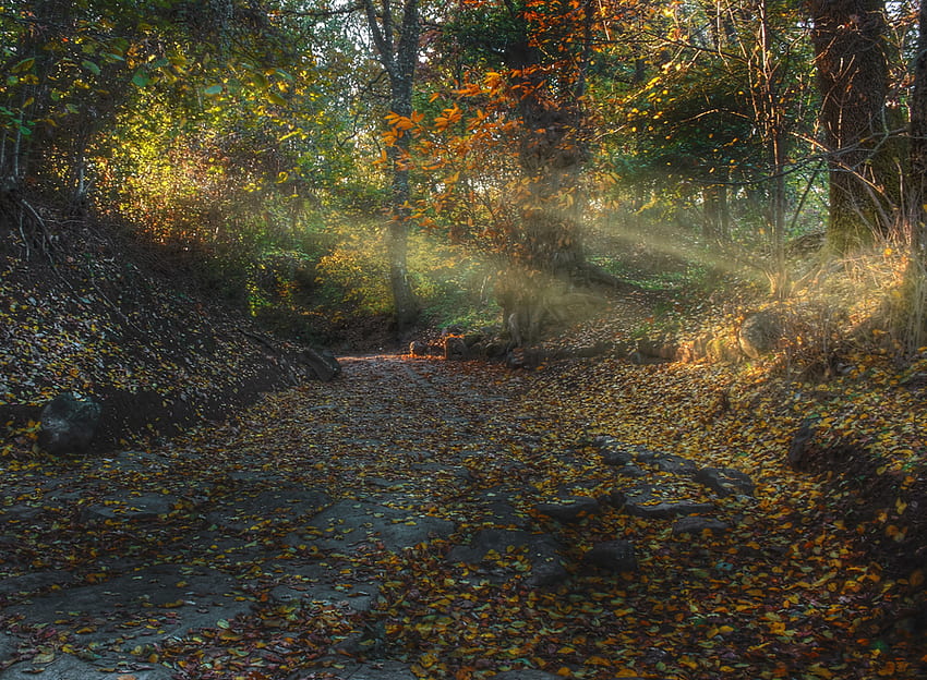 Partly Sunny, sunshine, autmn, rays, leaves, path, trees, forest, stones HD wallpaper