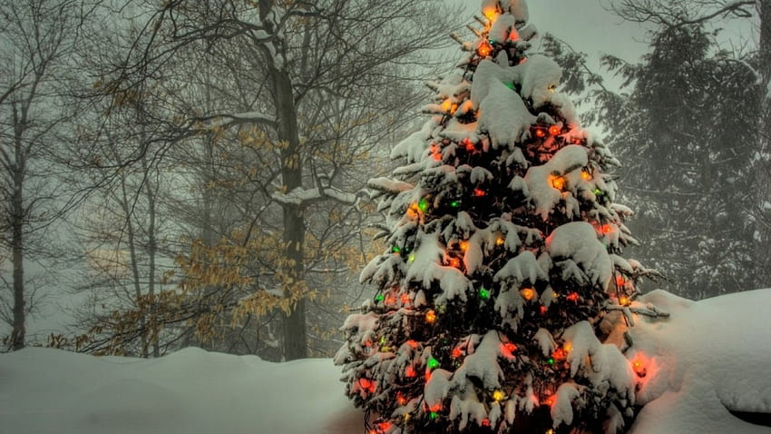 Christmas tree, winter, nature, snow HD wallpaper