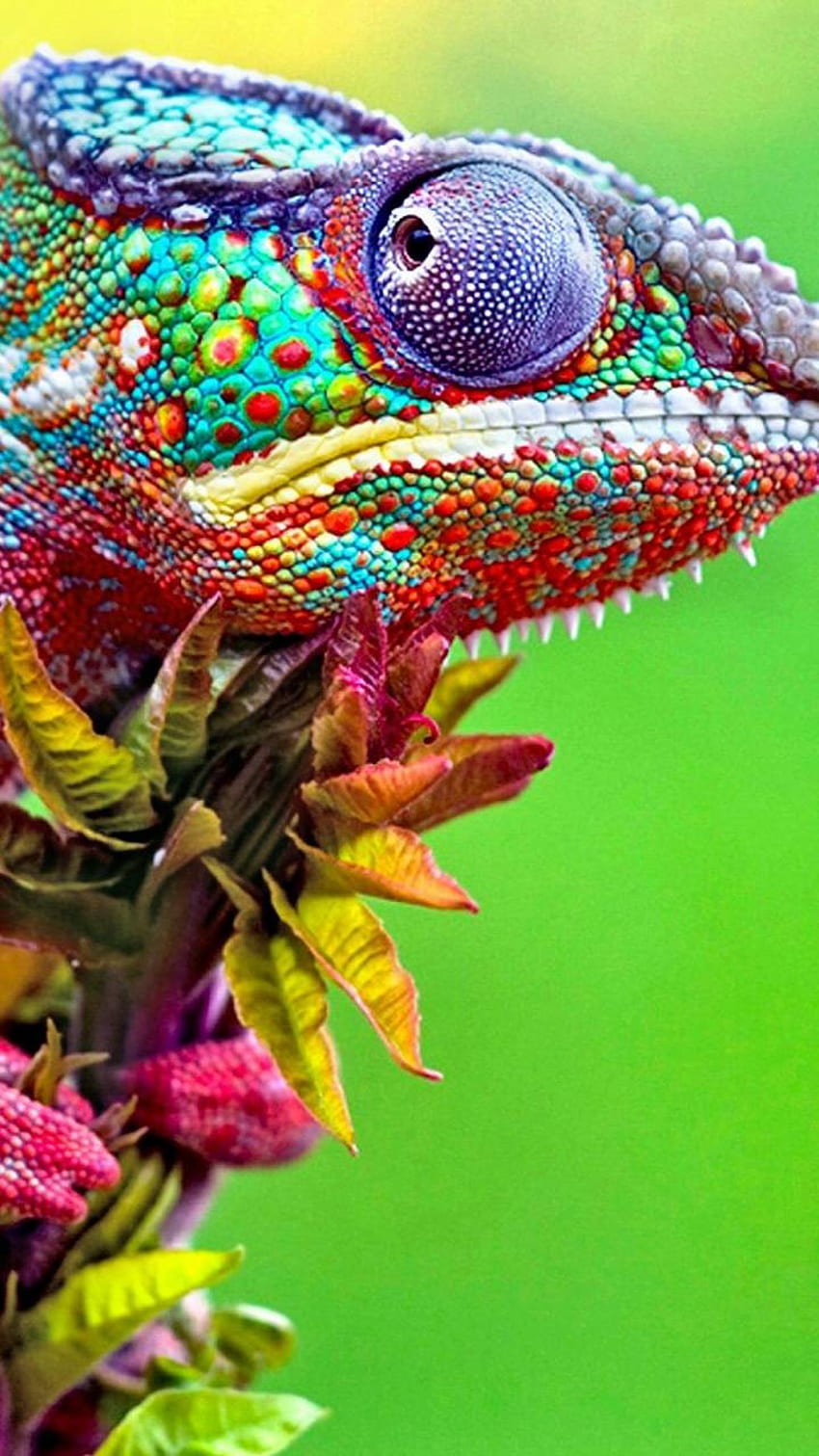 Chameleon animal black colorful colors iphone iphone 11 HD phone  wallpaper  Peakpx