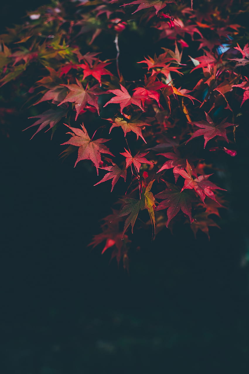 natura, jesień, liście, rozmycie, gładkie, gałęzie, kolory jesieni, jesienne farby Tapeta na telefon HD