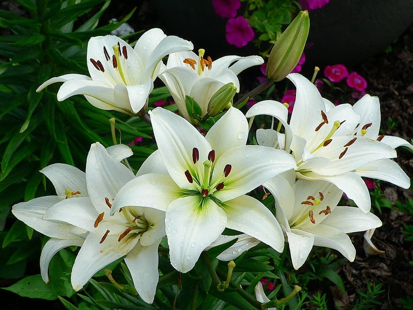 ดอกลิลลี่สีขาวและพื้นหลัง Stargazer Lily วอลล์เปเปอร์ HD