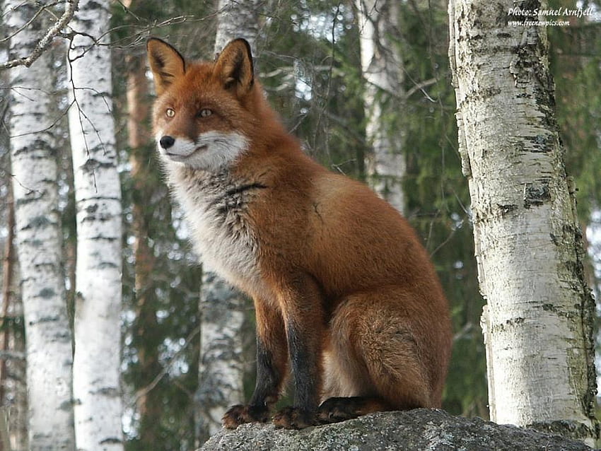 SITTING RED FOX, animal, dog, redfox, red, wild HD wallpaper