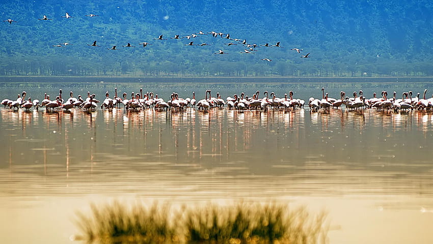 Flamingos lake, nature, flamingo, lake, beach HD wallpaper