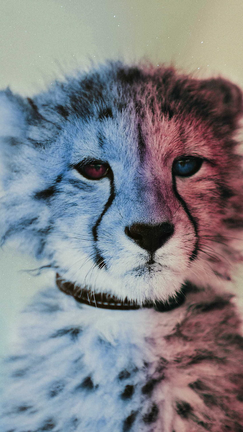Baby Cheetah iPhone . Snowman , iPhone, Baby Animal Print HD phone wallpaper
