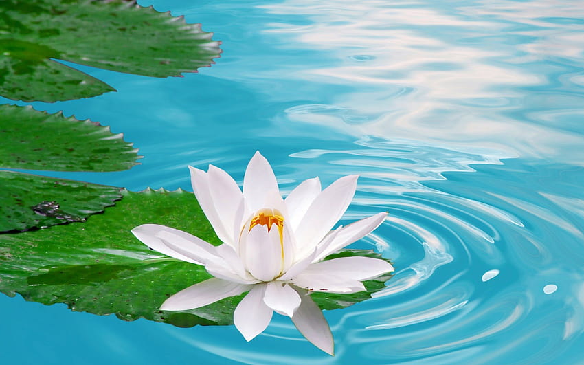 Lotus flower, blue, crystal, beautiful, lily, nice, lake, leaves, reflection, pretty, nature, flowers, water, clear, lovely, pond, lotus HD wallpaper
