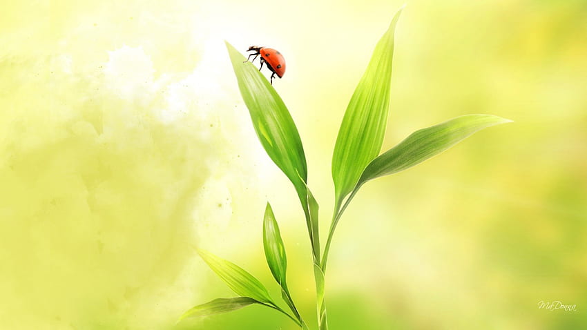 Lonely Lady Bug, ladybug, grass, spring, fresh, lady bug, summer, green, nature, insect HD wallpaper
