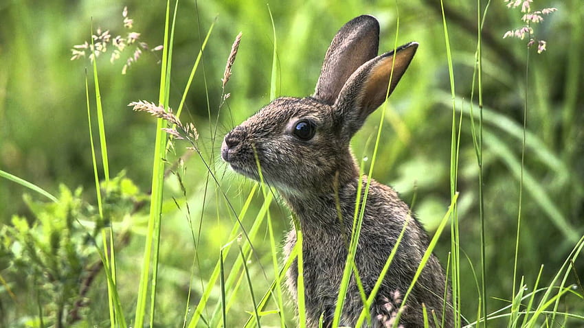 Ostara - Lisa Thiel. Wild baby rabbits, Wild bunny, Rabbit HD wallpaper