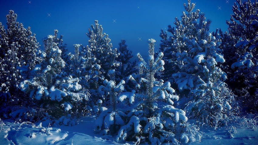 雪に覆われたモミの木、冬、モミ、雪、木 高画質の壁紙