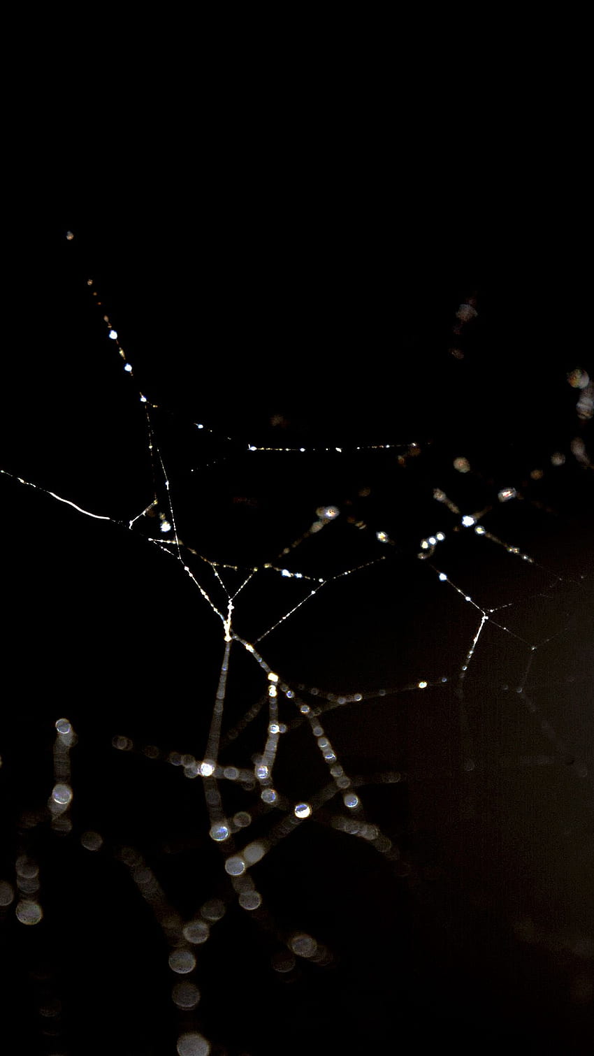 Spider Web Nature Rain Water Pattern Bw Dark Android HD phone wallpaper