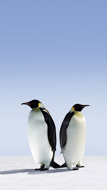 Penguin For Android, Cute Penguin HD phone wallpaper | Pxfuel
