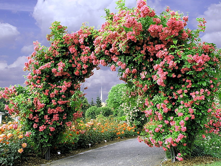 Ramblin rose, blue sky, roses, path, arch, trees, flowers HD wallpaper