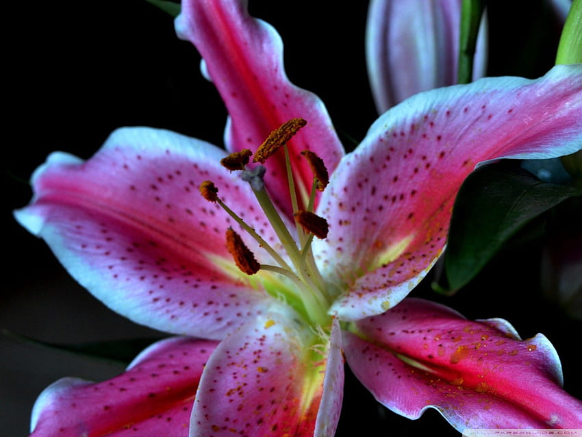 Stargazer Lily HD wallpaper | Pxfuel