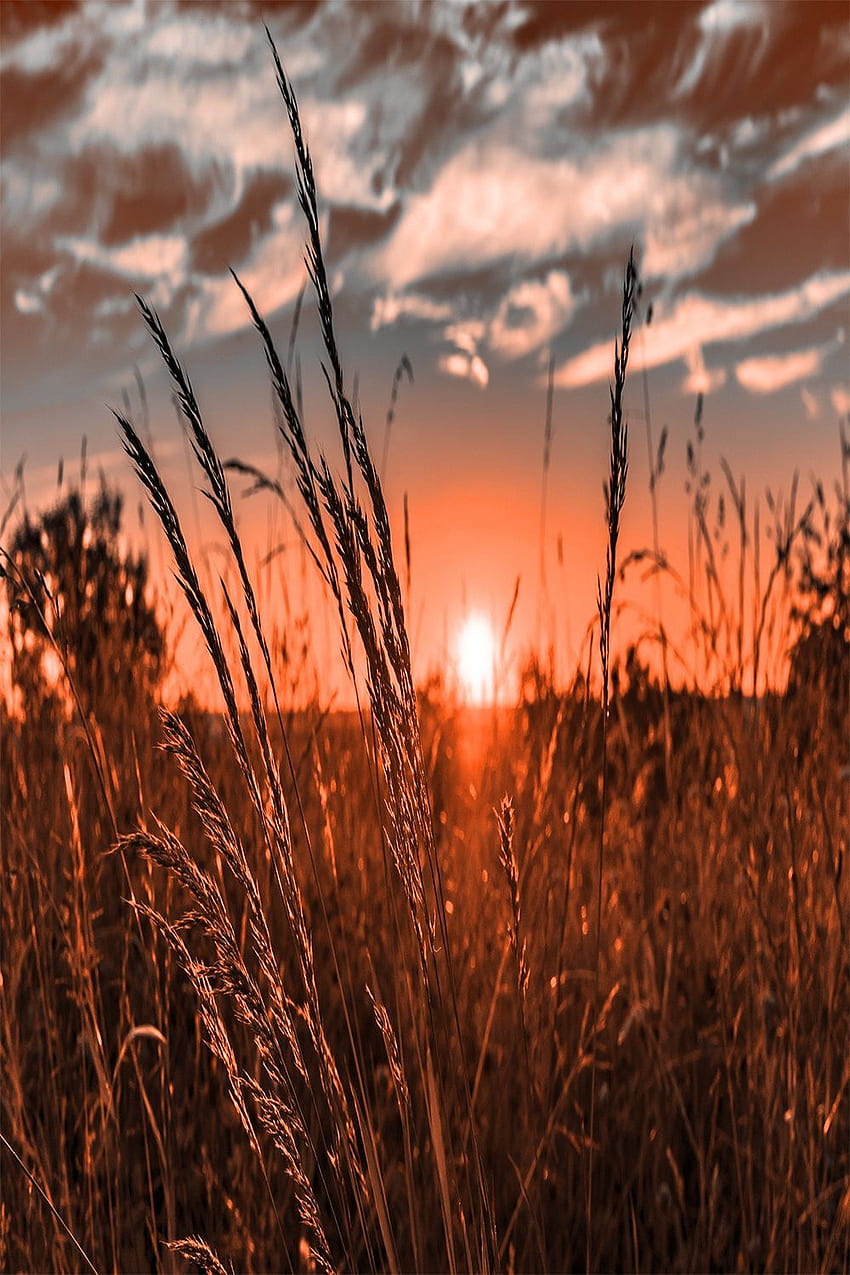 Sonnenuntergang . Westliche Grafik, ländlicher Hintergrund, westliche Ästhetik, Prärie-Sonnenuntergang HD-Handy-Hintergrundbild