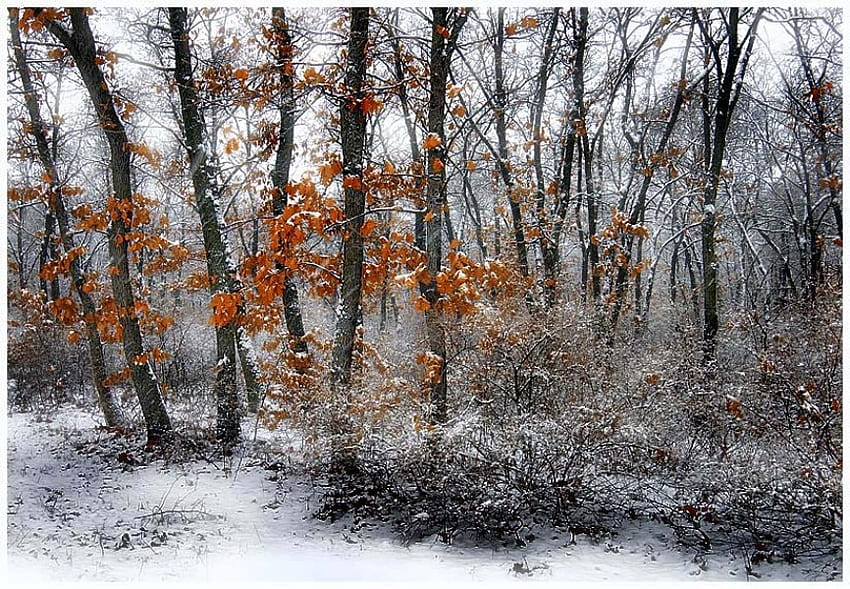 Kalter Wald, Winter, Grafik, Gold, Schnee, Bäume, Herbst, Weiß, Frost, Herbst, Kälte, Wälder, Blätter, Bulgarien, Aussicht, Natur, Wald HD-Hintergrundbild