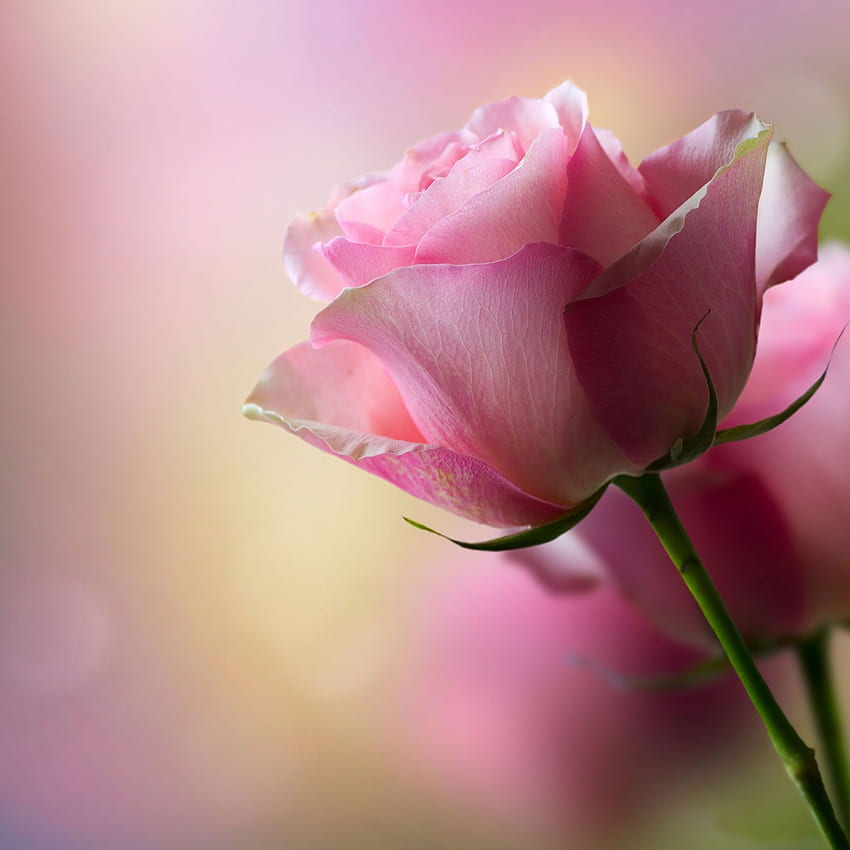 Pojedyncza Różowa Róża W Wysokiej Rozdzielczości - Kwiaty W Wysokiej Rozdzielczości, Różowe Róże Telefon Tapeta na telefon HD