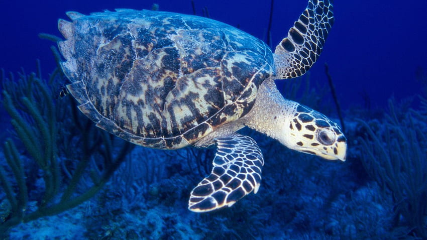 sea ??turtle, swimming, underwater world Full Background, Swimming Turtle HD wallpaper
