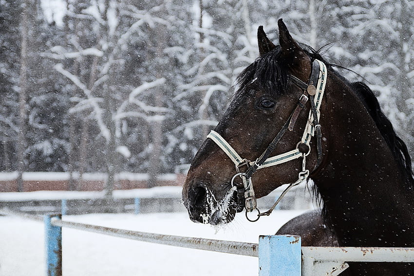 ...snow, weather, horse, white, snow HD wallpaper