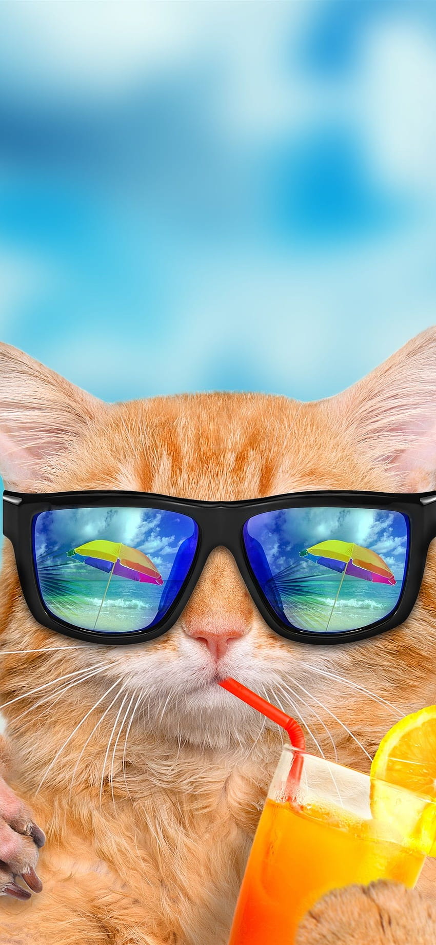 iPhone 재미있는 동물, 고양이와 개, 선글라스 - 선글라스를 쓴 고양이클립 아트 HD 전화 배경 화면