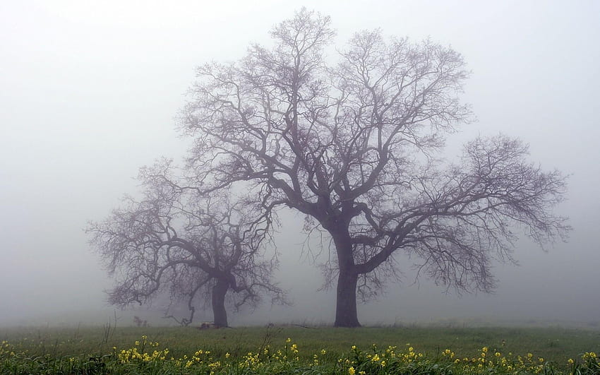 Rain Trees HD wallpaper | Pxfuel