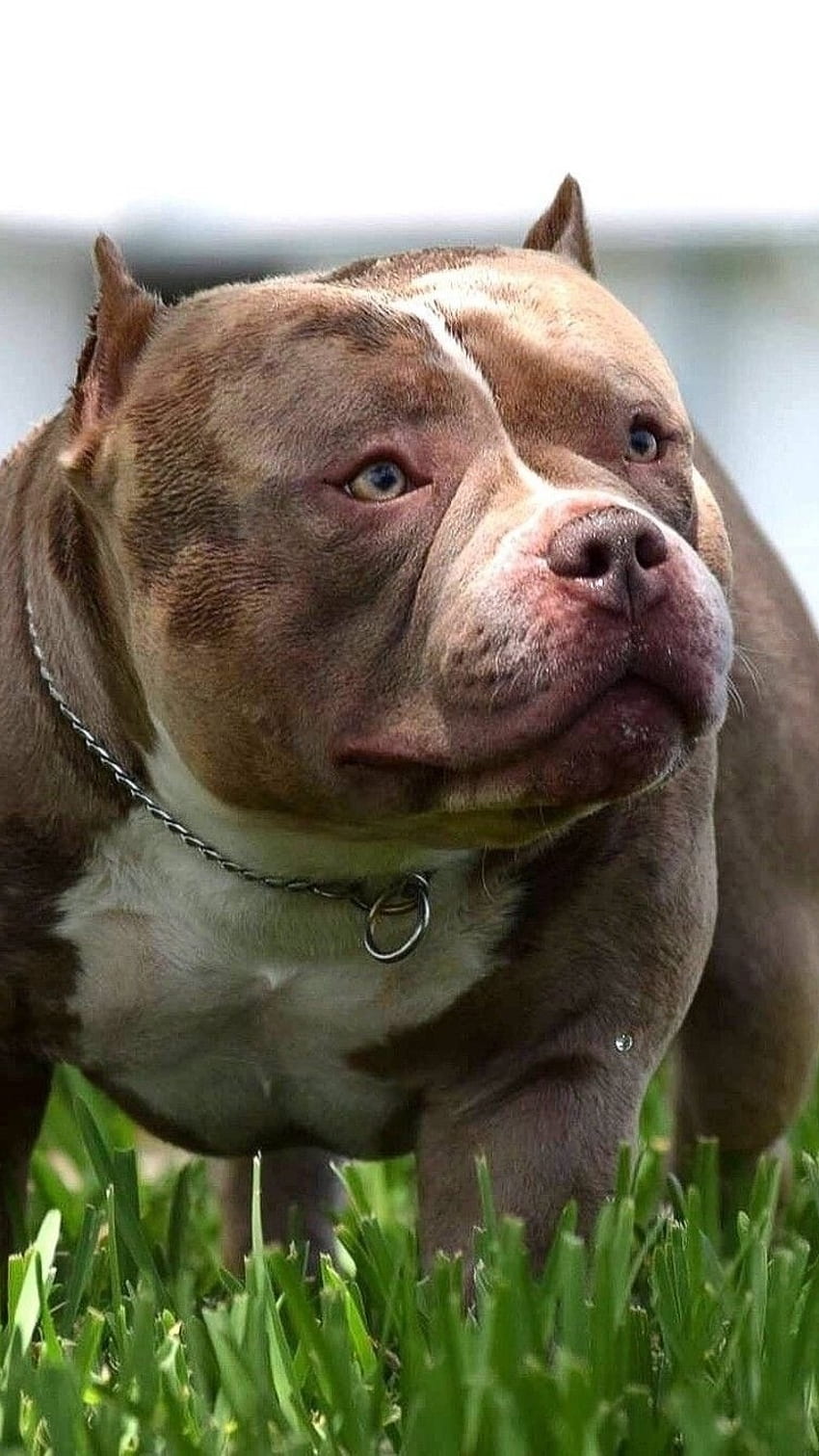 American Bully, Pitbull, köpek ırkları HD telefon duvar kağıdı