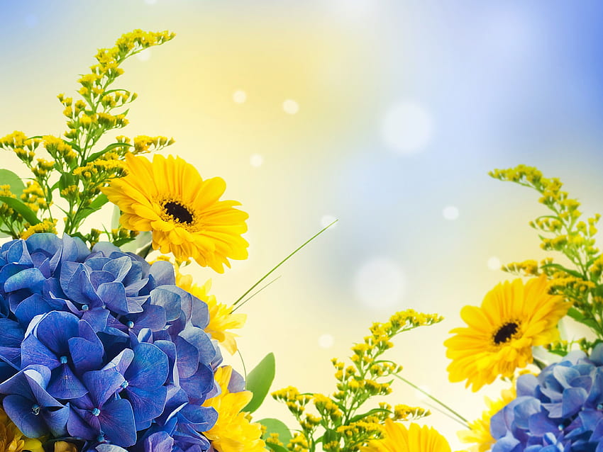 自然いっぱい、花、開花植物、植物、黄色、青、美しい黄色の自然 高画質の壁紙