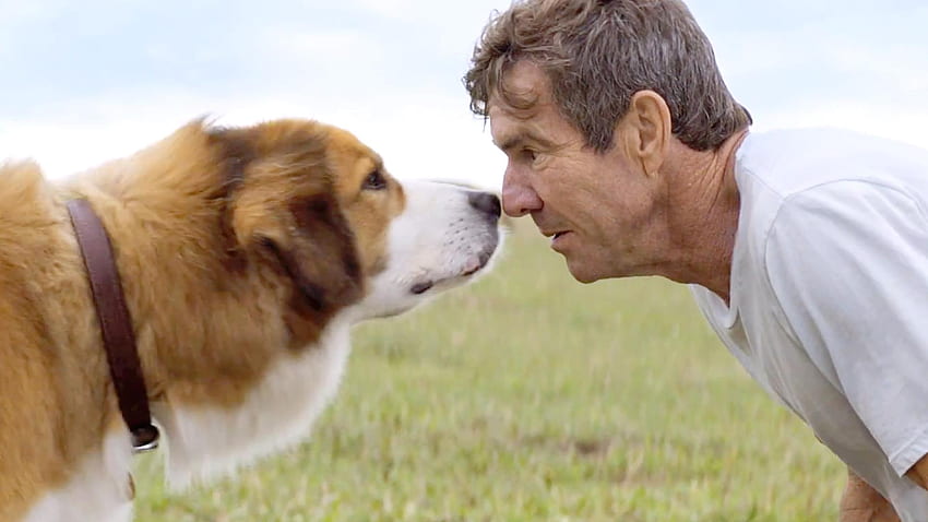 A Dog's Journey, A Dog's Purpose HD wallpaper