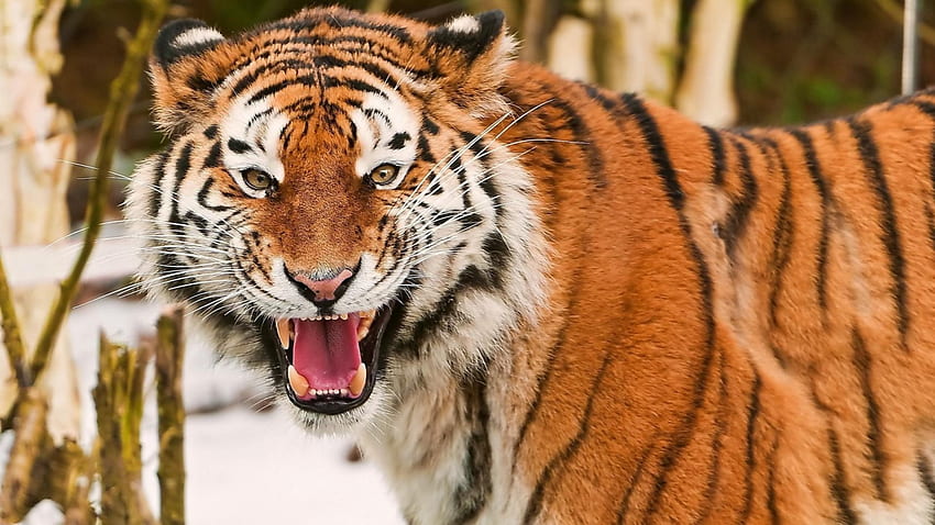 Warning-tiger, pisica, tigru, leu, jaguar HD wallpaper