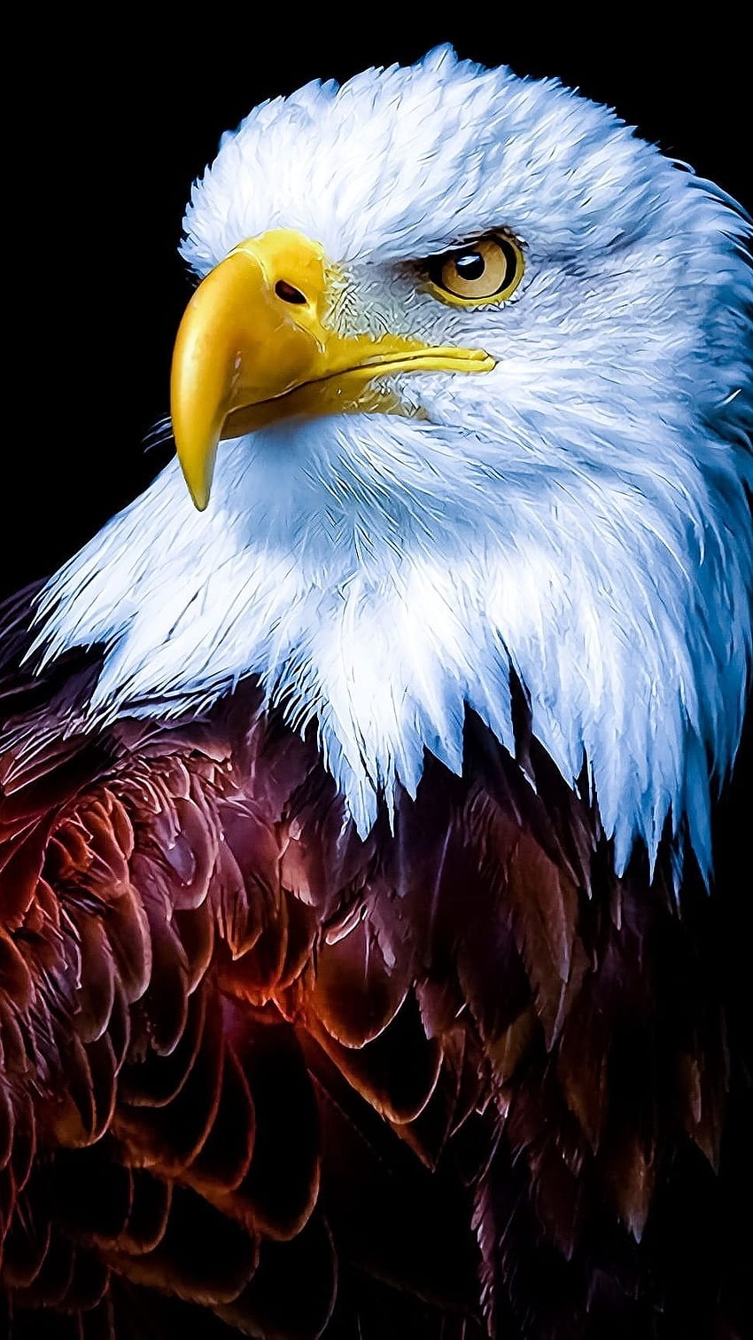 Aigle, oiseau royal Fond d'écran de téléphone HD