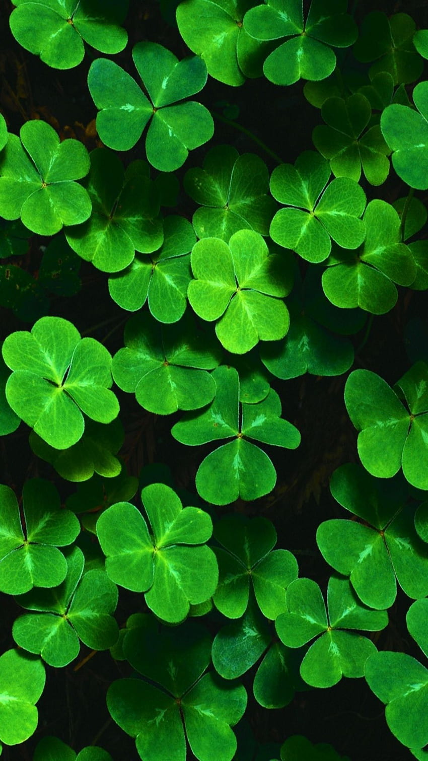 St Patricks Day Phone Wallpaper  Mobile Abyss