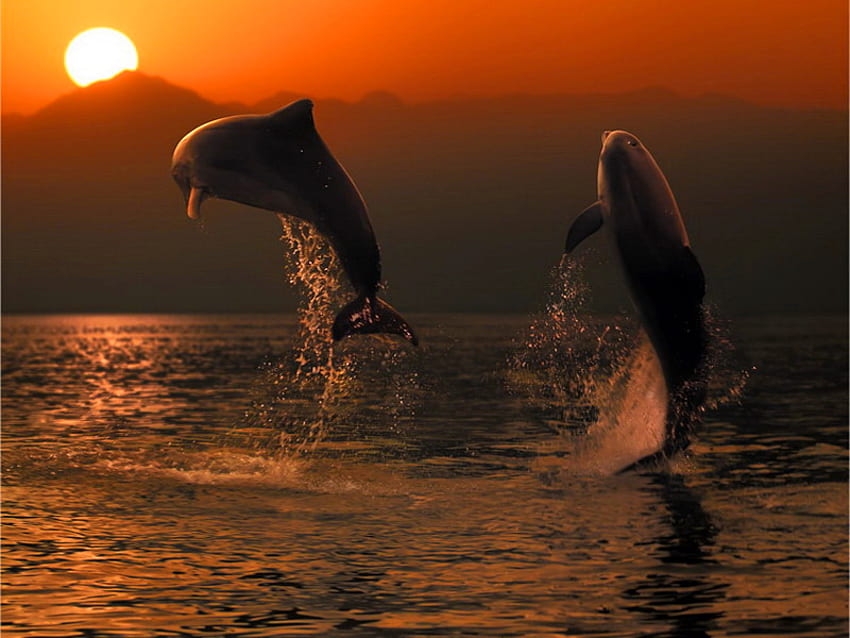 Over the sea, sea, whale, nature, fish, jump, sunset, ocean HD wallpaper