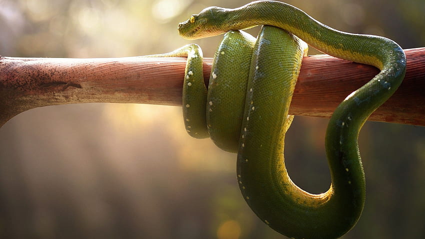 งูเขียวหางไหม้ งูพิษ สัตว์ต่างๆ วอลล์เปเปอร์ HD