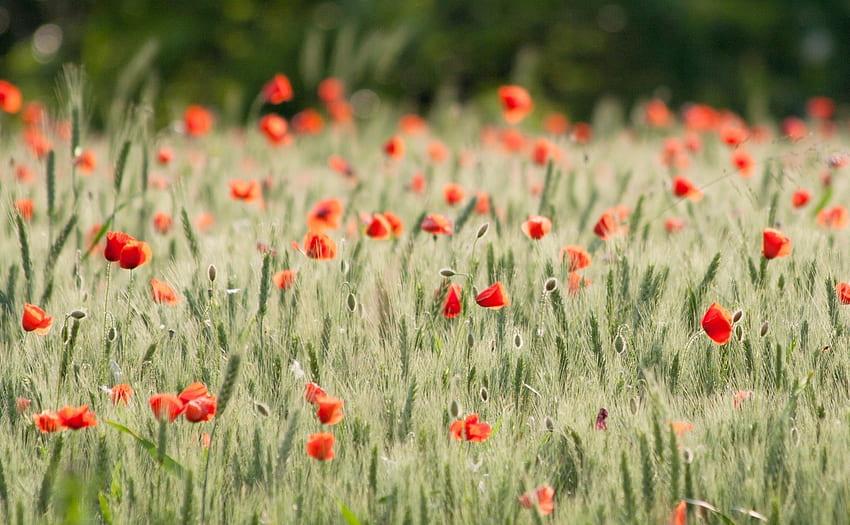 *** Field of poppies ***, poppies, nature, flowers, field HD wallpaper