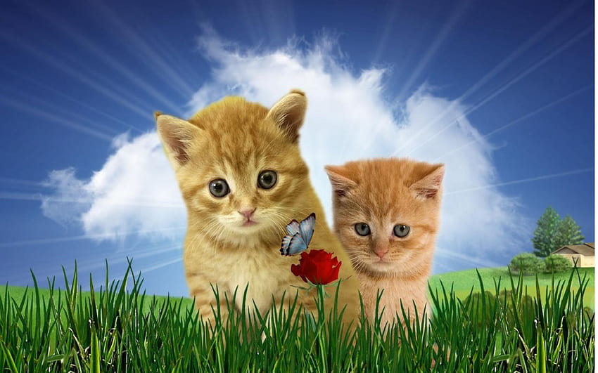 neugierig kitty katzen, -katzen, kätzchen, neugierig HD-Hintergrundbild