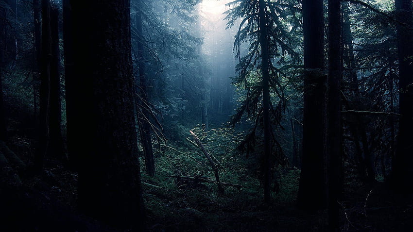 Floresta velha sombrio. Assista ambiente bonito para o seu PC. Verão, floresta, pinheiros, arbustos Fond d'écran HD
