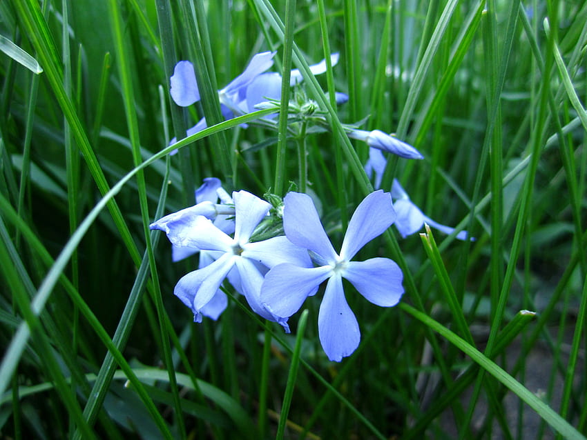ดอกไม้ หญ้า มาโคร ฟลอรา วอลล์เปเปอร์ HD