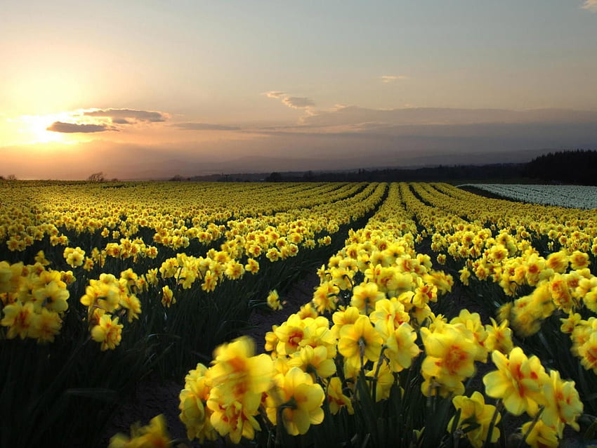 Field of Daffodils, Narcissus HD wallpaper
