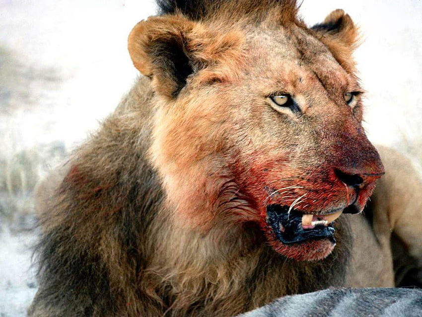 血まみれのライオン、血まみれの顔 高画質の壁紙