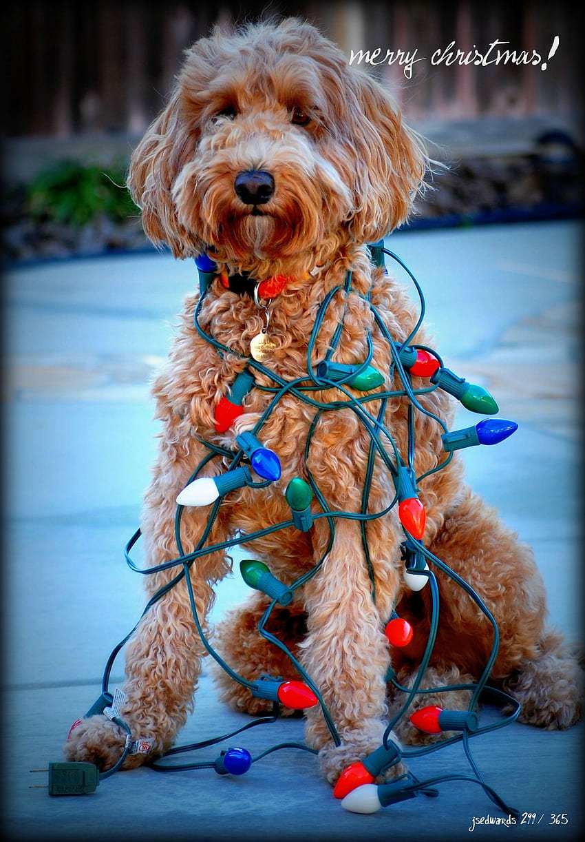Коледна златна драскулка. Коледно куче, Кученце се сгуши, Коледа, Австралийски лабрадудъл HD тапет за телефон
